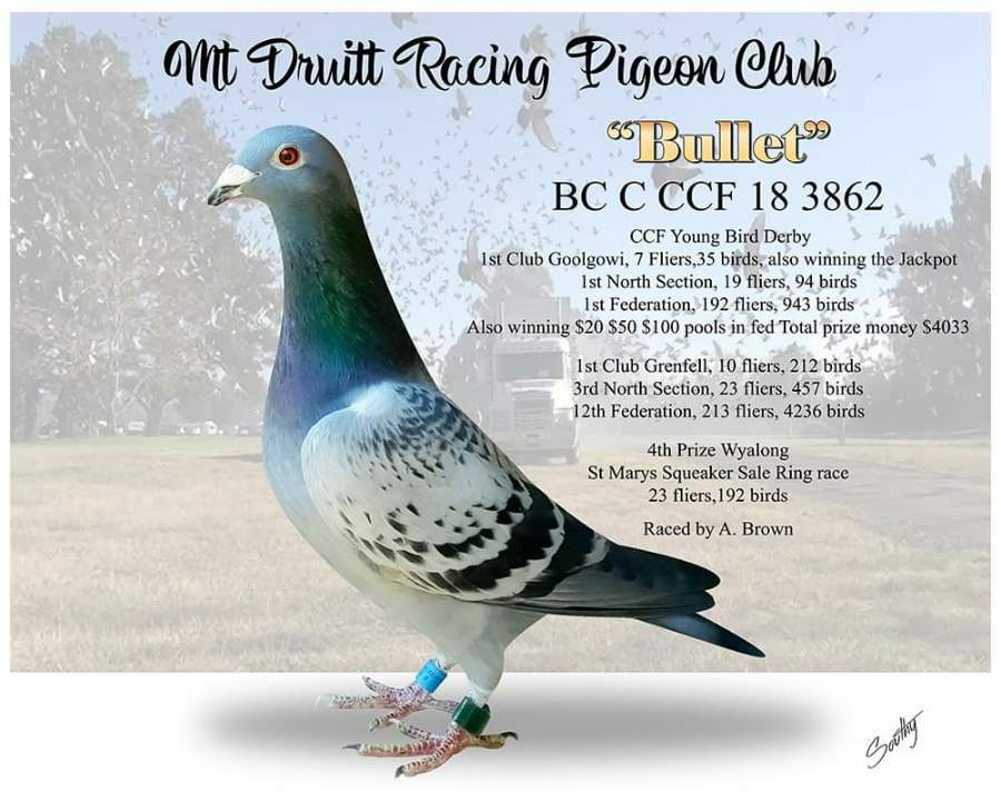 racing pigeon club